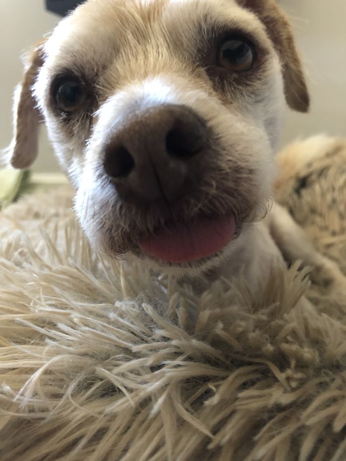 Nimbus, My 6 Year Old Rescue Who’s Turning 7 On September 29! Happy Early 7th Birthday Buddy