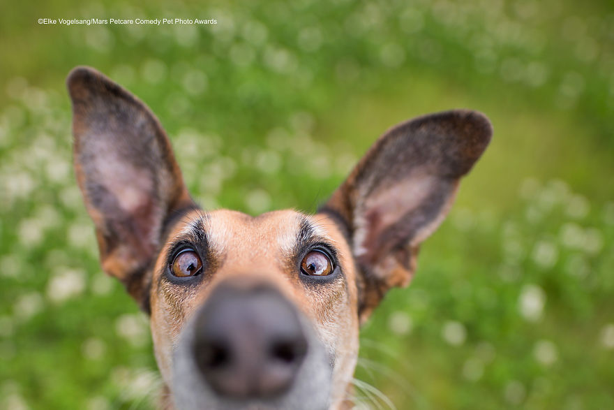 'I'm Down Here, Human!' By Elke Vogelsang
