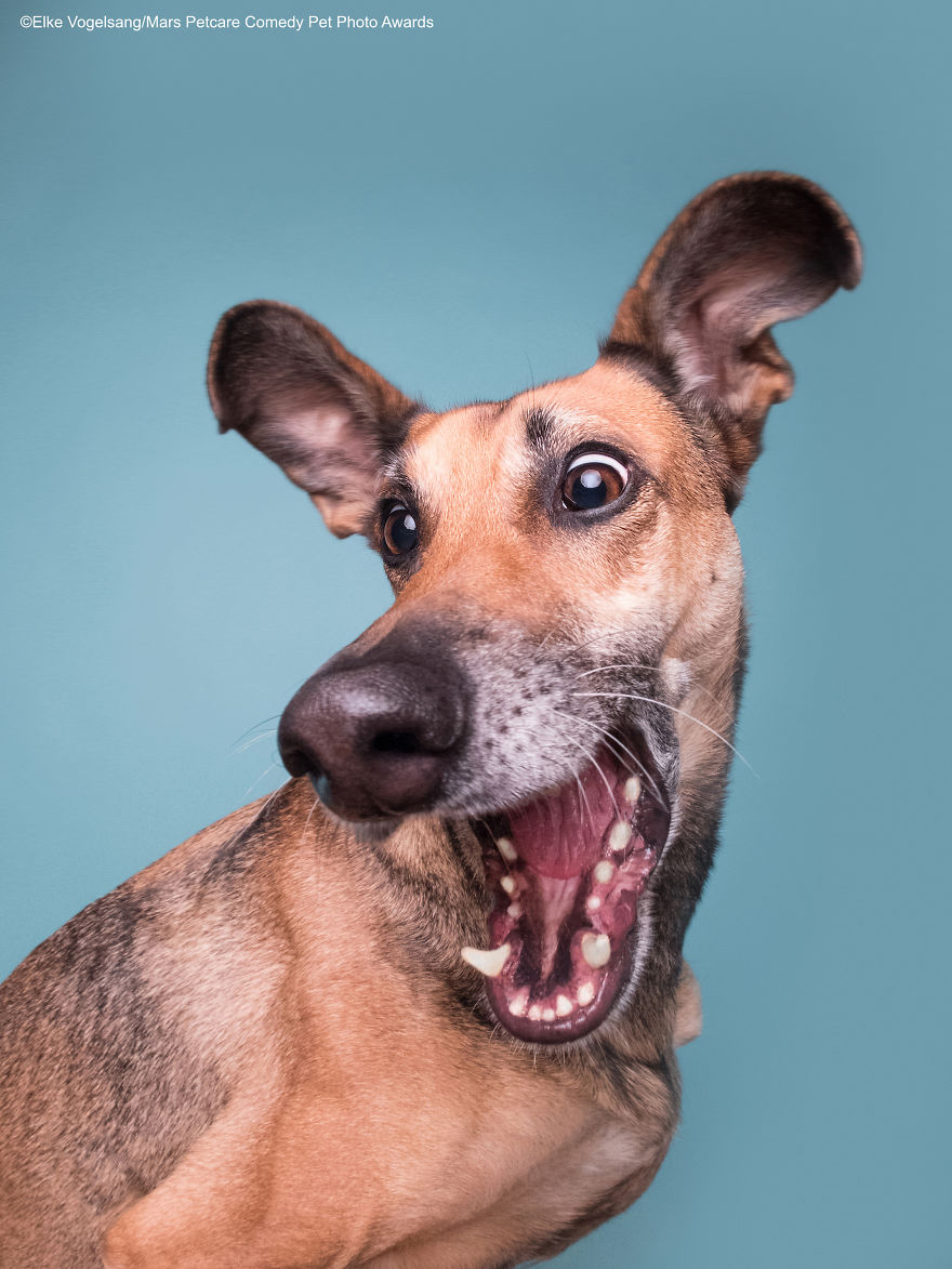 'Squirrelll!!!' By Elke Vogelsang