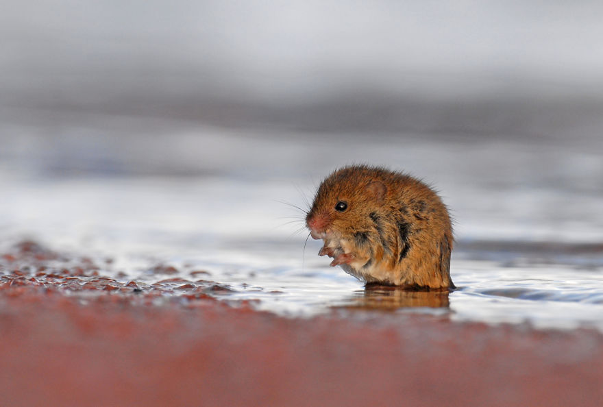 I’ve Been Photographing Storms During Dutch Tides For 7 Years, Here Are My 28 Pics To Capture Their Effect On Local Wildlife I’ve Been Photographing Storms During Dutch Tides For 7 Years, Here Are My 28 Pics To Capture Their Effect On Local Wildlife