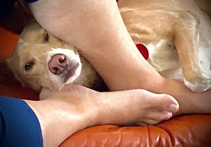 Our Sato🇵🇷juanito “Cuddling Comfortably On The Couch.”