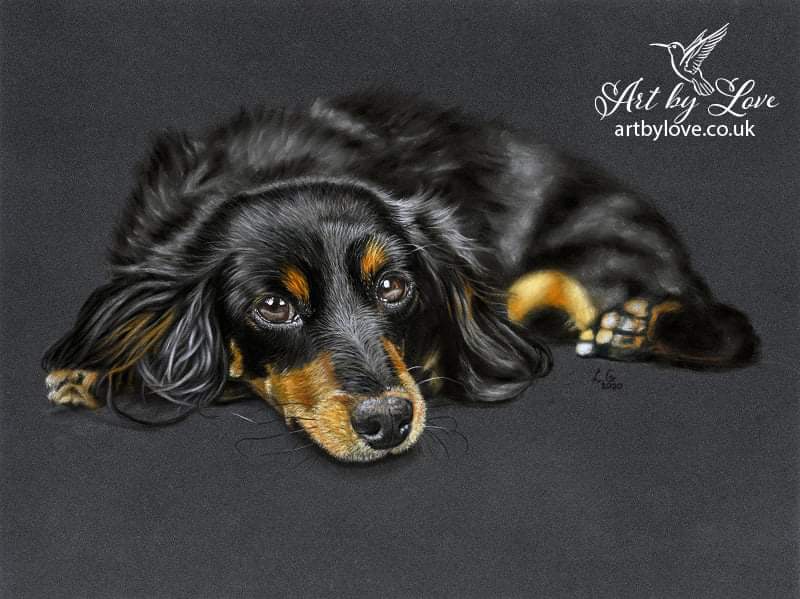 Dachshunds And Many Other Pets From My Sketchbook