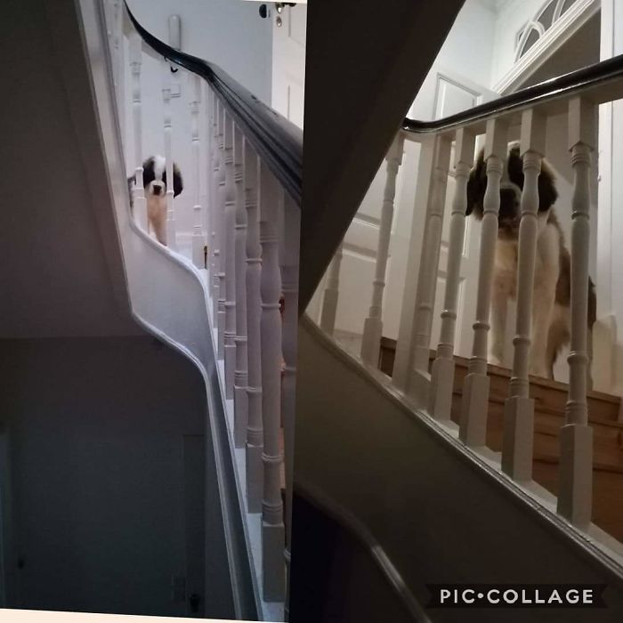 Megatron, From Baby Saintbernard To Toddler Saintbernard