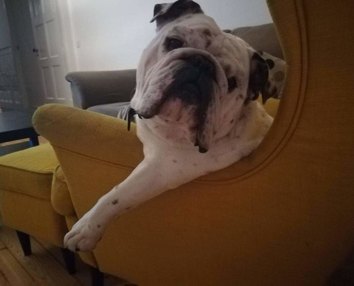 Sir Winston Churchill And His Throne