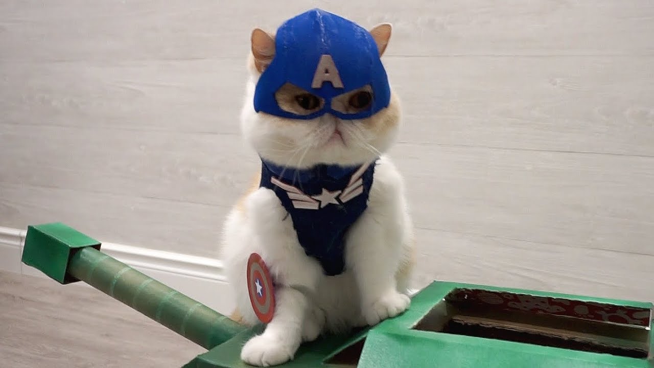 Cat Brothers Cosplay As Superheroes And Makes Movie Shorts
