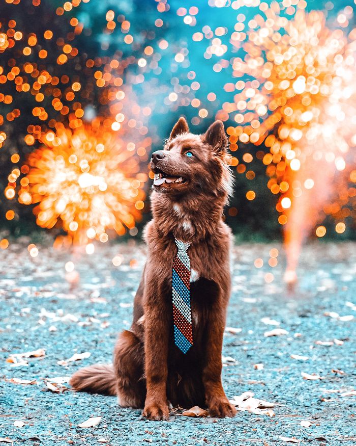 An Extremely Rare Fully Chocolate (Brown) Siberian Husky