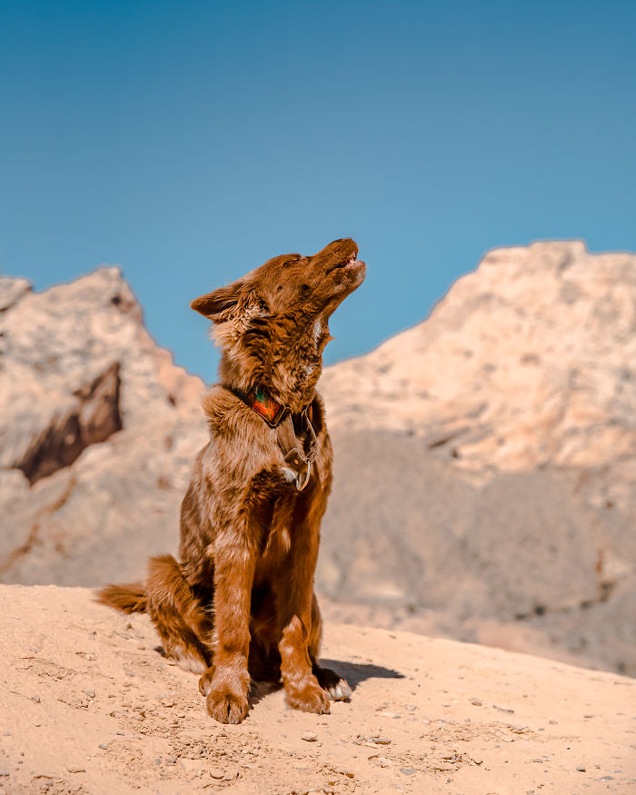 An Extremely Rare Fully Chocolate (Brown) Siberian Husky
