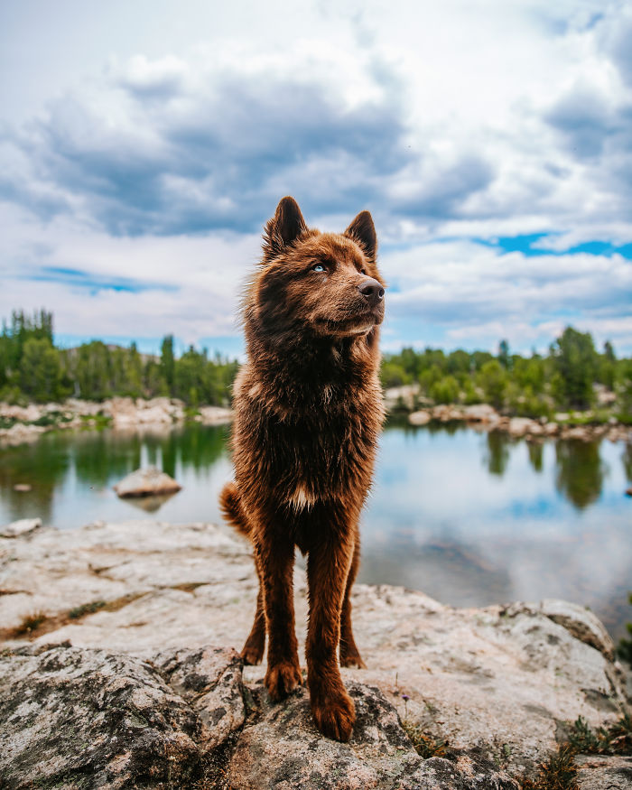 An Extremely Rare Fully Chocolate (Brown) Siberian Husky