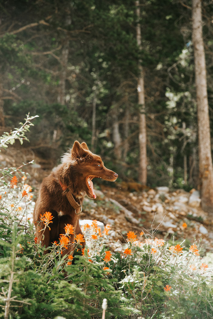An Extremely Rare Fully Chocolate (Brown) Siberian Husky