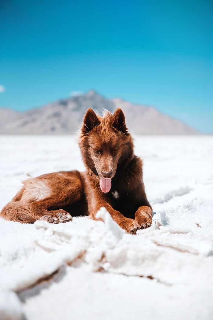 An Extremely Rare Fully Chocolate (Brown) Siberian Husky