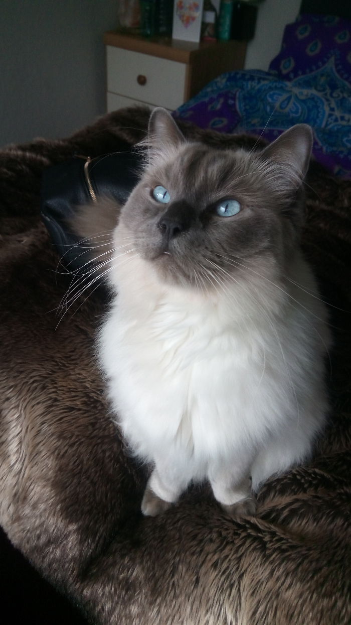 Scotch, Knows He's Handsome. Uses It To Get Away With Everything