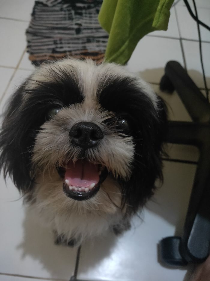 This Is Luki And He Deserve All Of The Boops In The World