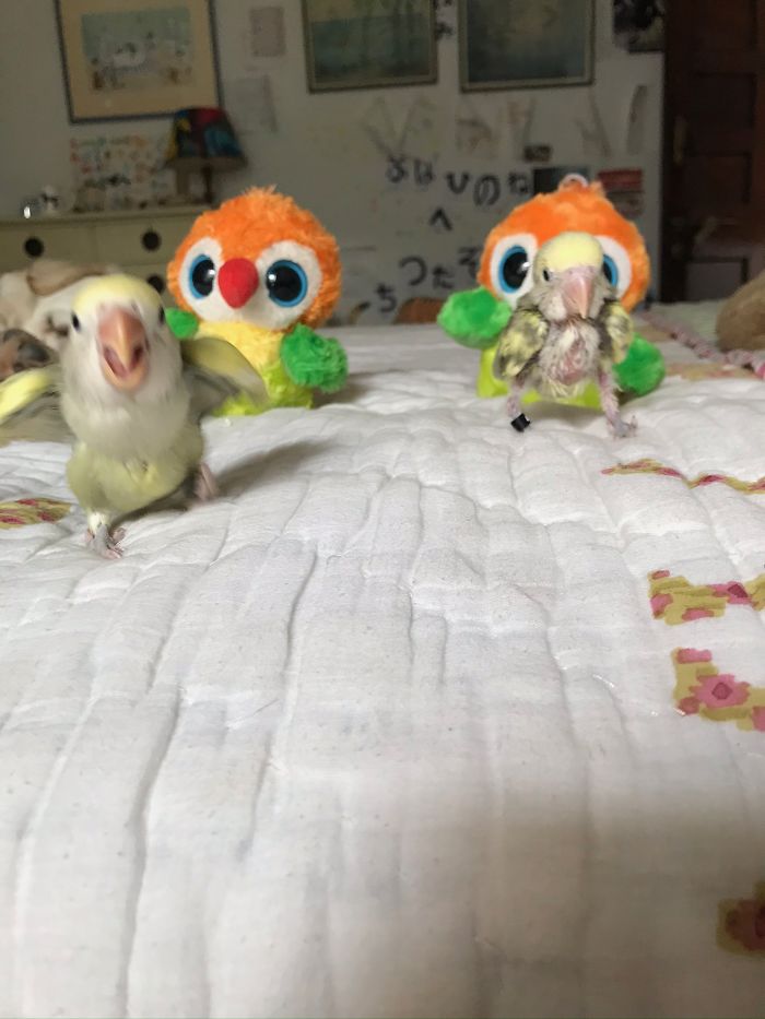 Cuteness With A Killer Side