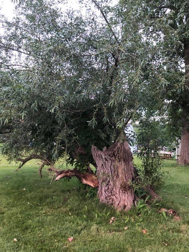 Memoirs Of A Mermaid