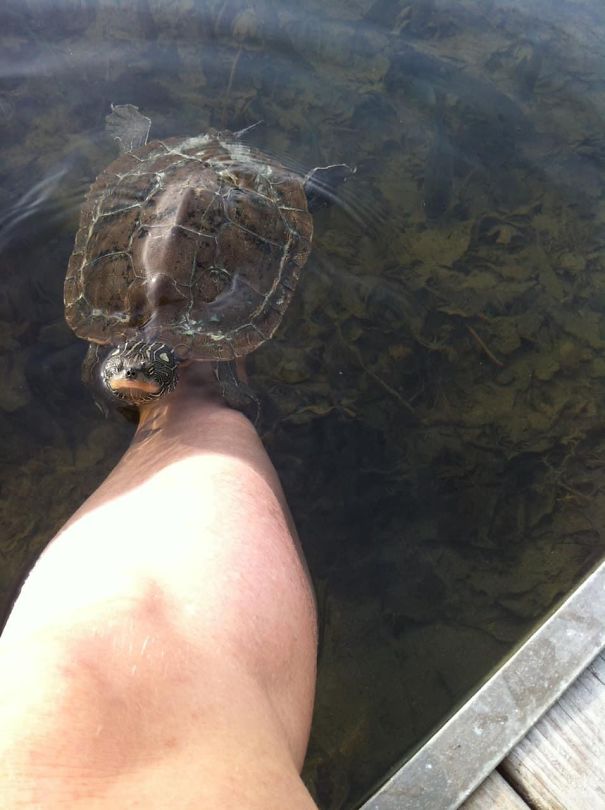 Memoirs Of A Mermaid Memoirs Of A Mermaid