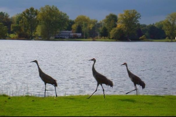 Memoirs Of A Mermaid Memoirs Of A Mermaid