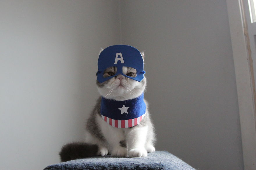 Cat Brothers Cosplay As Superheroes And Makes Movie Shorts