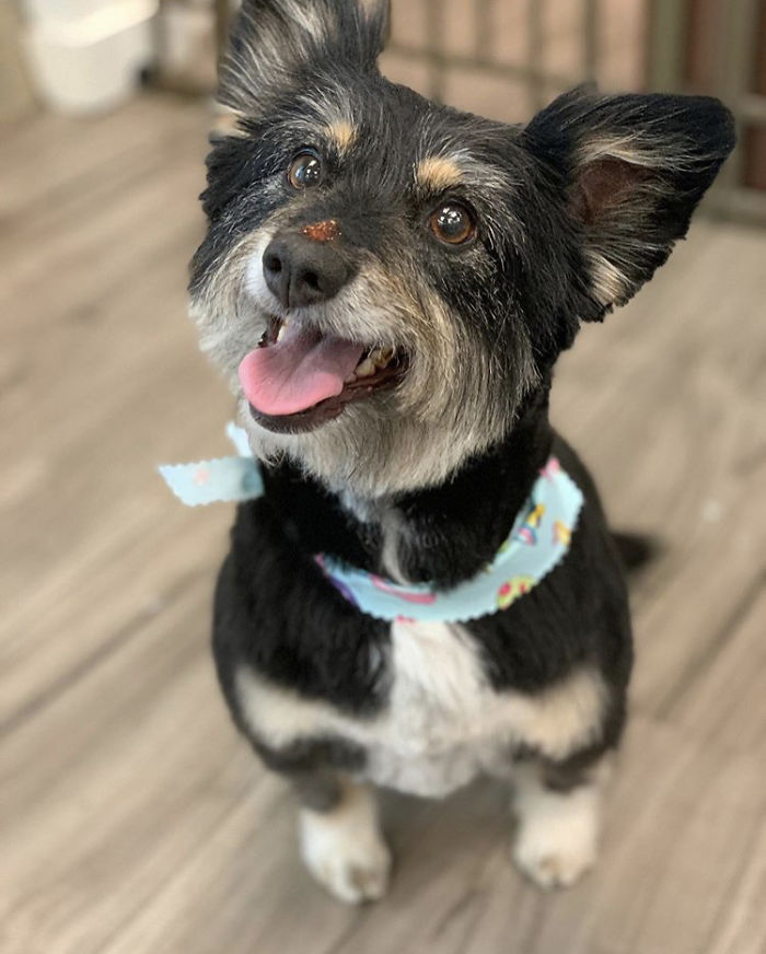 Vesper 6yo Terrier Mix