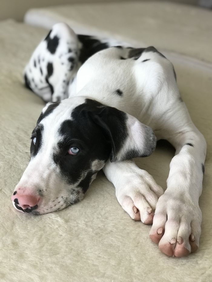 Blue Maui Wowie @danedues