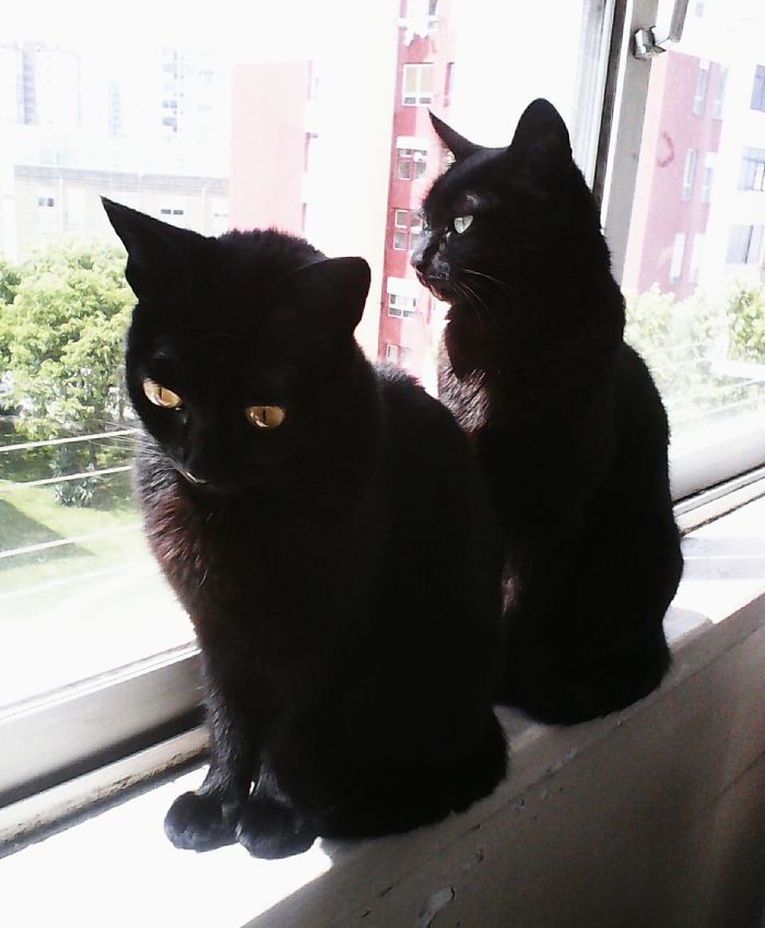 My Two Precious Black Panthers, They Differ Onlyby The Color Of Their Eyes, One Has Light Green And The Other Has Yellow Eyes