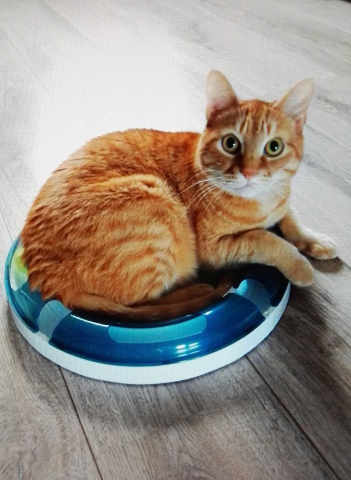 My Sweet Baby Yellow