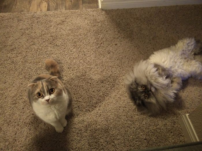 Stella (Scottish Fold X British Shorthair) & Marley Bear (Persian)
