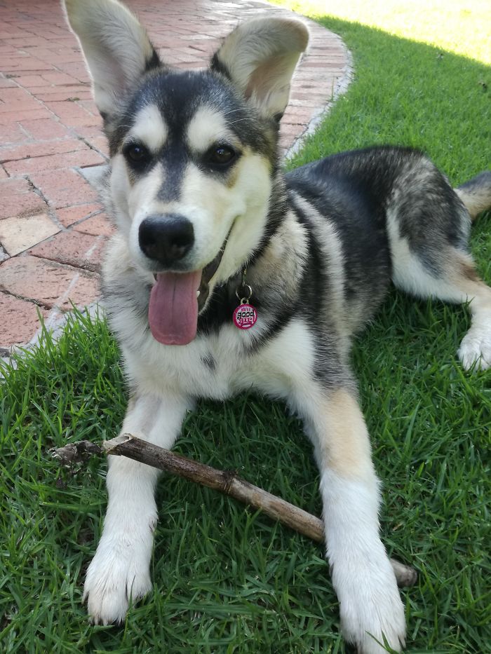 Saygau - Aka - Waterdog In Cantonese - Sooo Cute