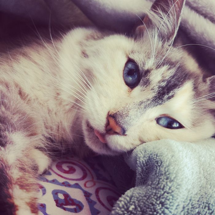 The Eyes & The Blehp