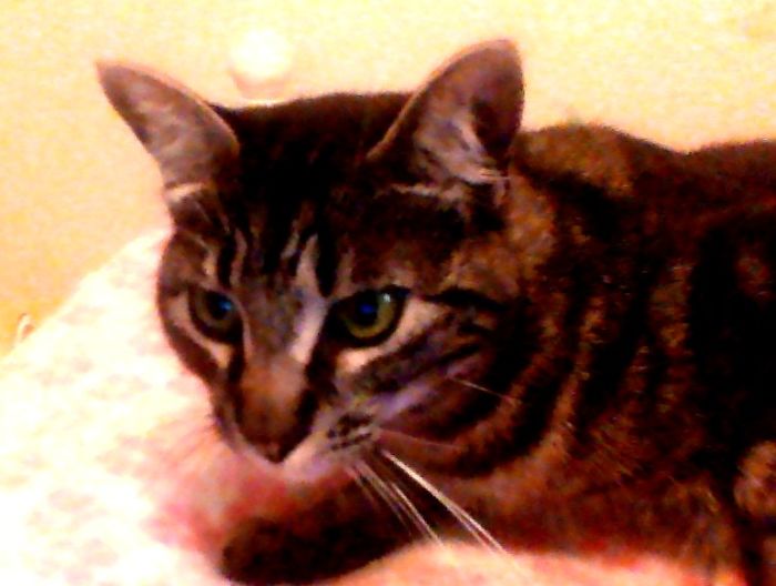 My New Kitten, Newman!