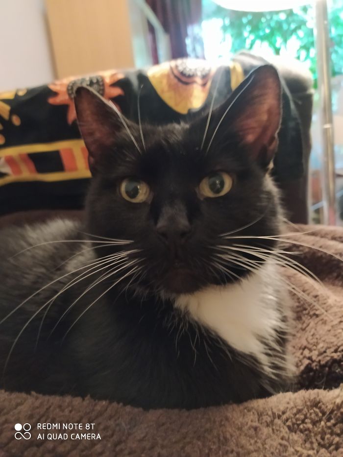 My Wonderful Cat Mr. Binks, He Is 14 Years Old. I Love Him