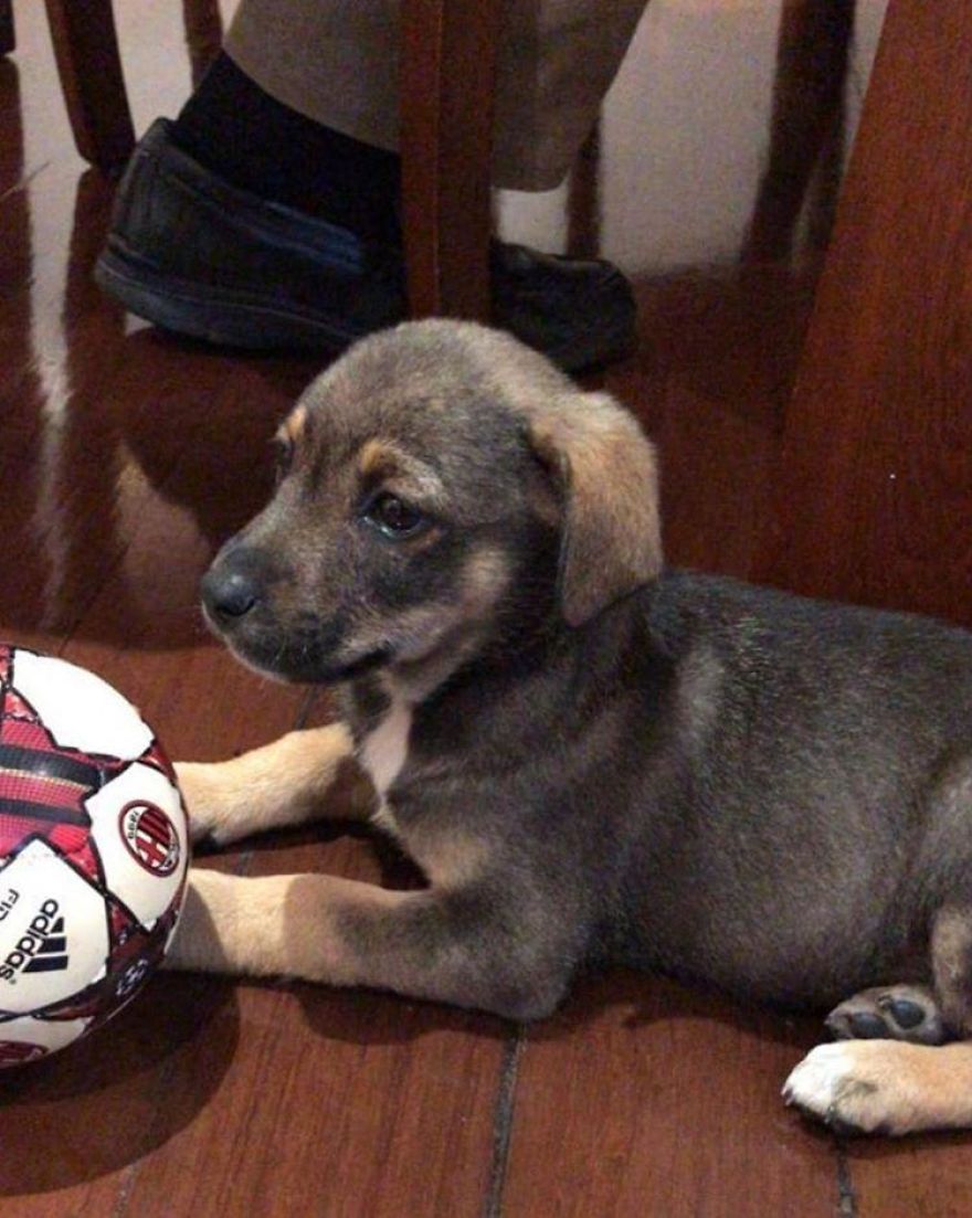 This Pup Was Dressed Up In A Tuxedo To Greet His New Family, Who Decided Not To Show Up This Pup Was Dressed Up In A Tuxedo To Greet His New Family, Who Decided Not To Show Up