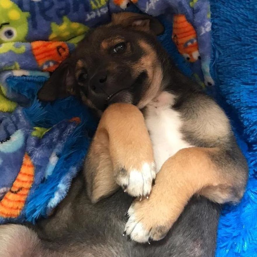 This Pup Was Dressed Up In A Tuxedo To Greet His New Family, Who Decided Not To Show Up