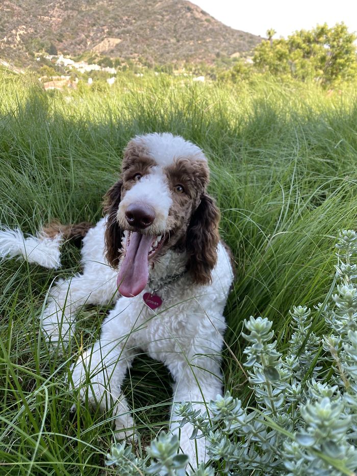 Mackenzie, The 7-Month-Old Standard Poodle