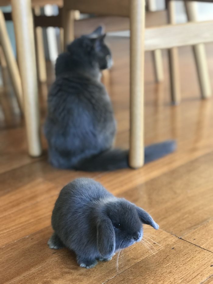 My Adorable Cat With My Favourite Bunny Oreo