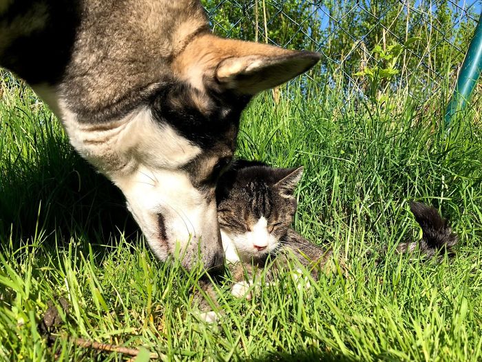 Yla, Wolfdog, And The Love Of My Life, Mikesch, 19 Years