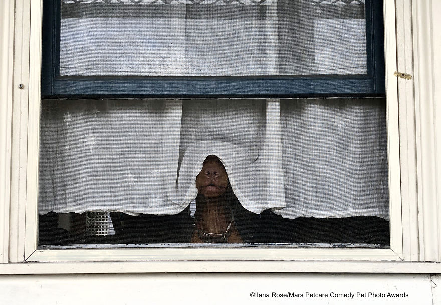 'Isolated Dog' By Ilana Rose