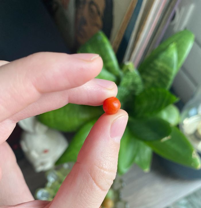 Funny-Failed-Harvest