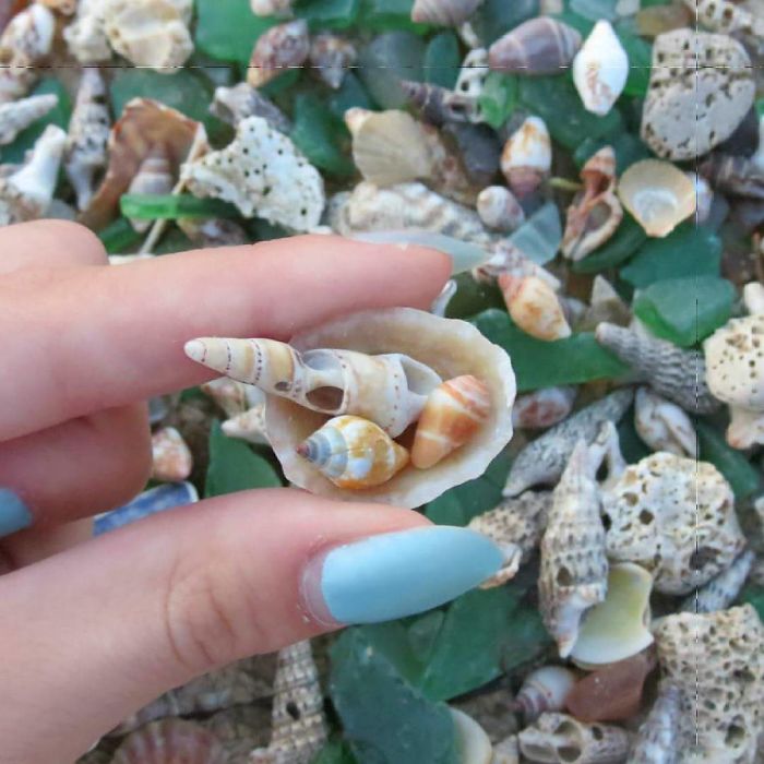 Some Beautiful Yellow Seashells