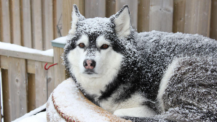 My Snow Dog Kiesha (Laying On Her Pillow, On Top Of The Dog House)