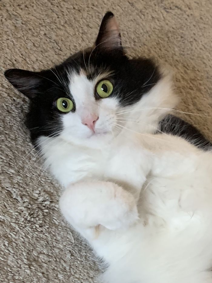 You Must Give Me Pets And "Boop" My Little Pink Nose!