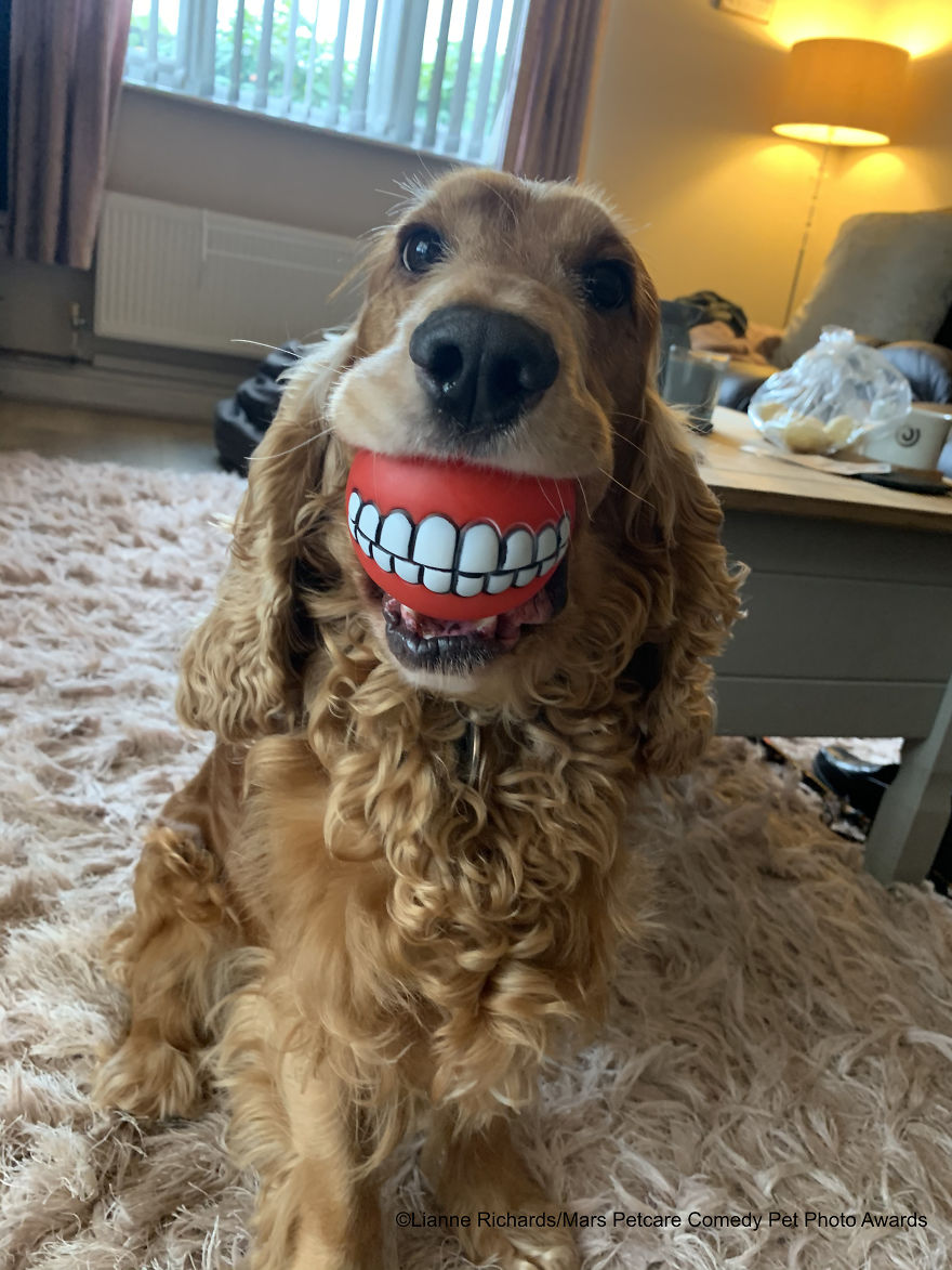 'Buddy's New Teeth!' By Lianne Richards