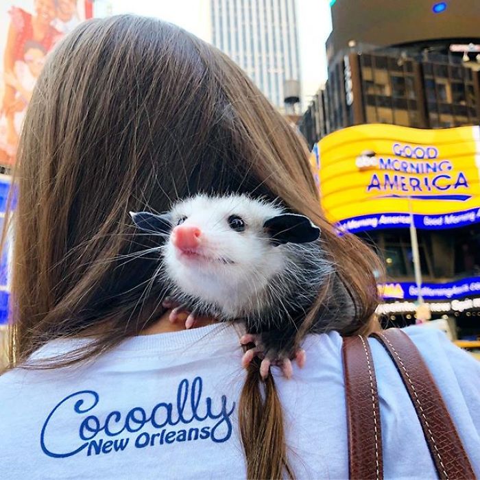 Meet Sesame, The Skunk Who Broke All Stereotypes Of His Species