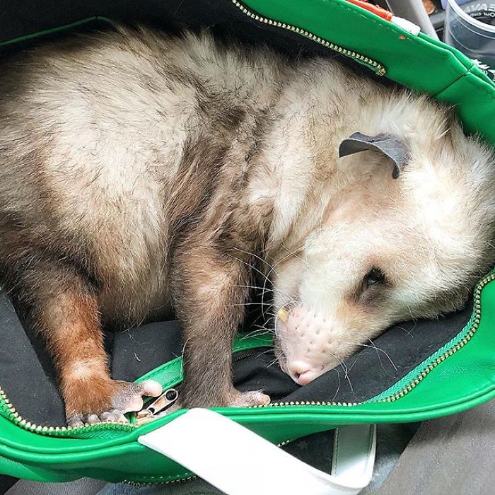 Meet Sesame, The Skunk Who Broke All Stereotypes Of His Species