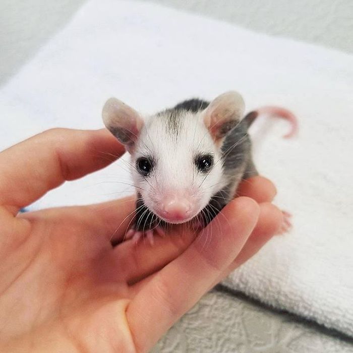 Meet Sesame, The Skunk Who Broke All Stereotypes Of His Species