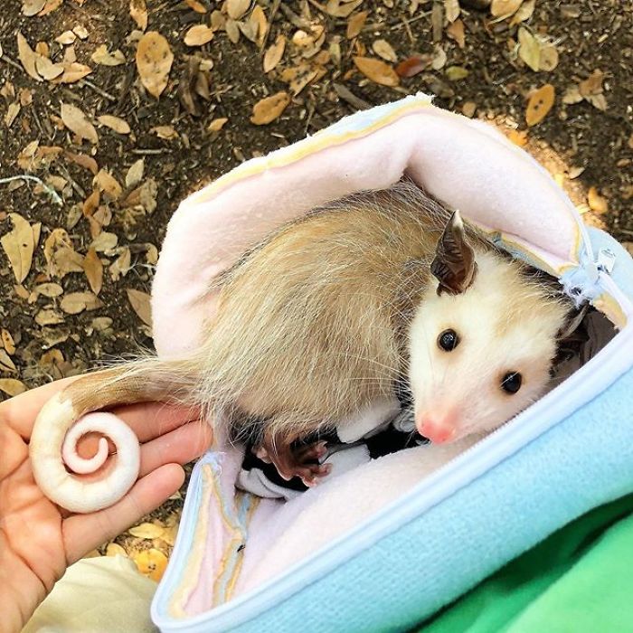 Meet Sesame, The Skunk Who Broke All Stereotypes Of His Species