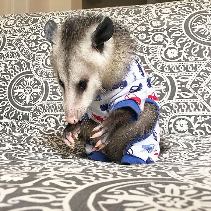 Meet Sesame, The Skunk Who Broke All Stereotypes Of His Species