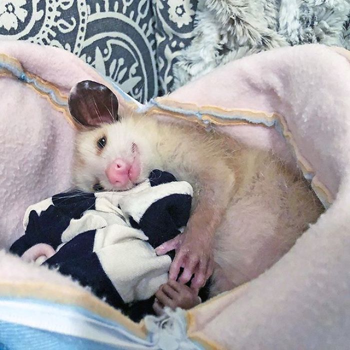 Meet Sesame, The Skunk Who Broke All Stereotypes Of His Species