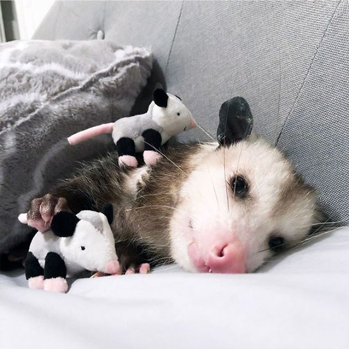 Meet Sesame, The Skunk Who Broke All Stereotypes Of His Species