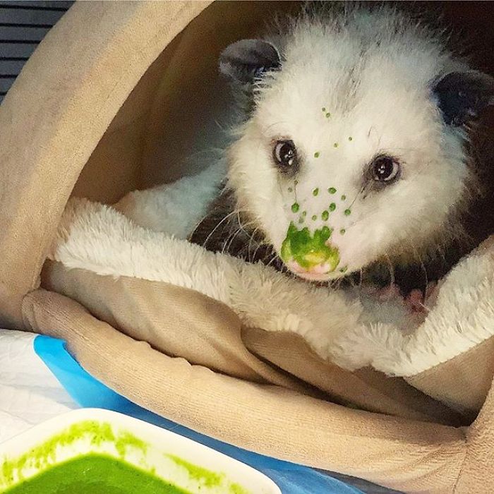 Meet Sesame, The Skunk Who Broke All Stereotypes Of His Species