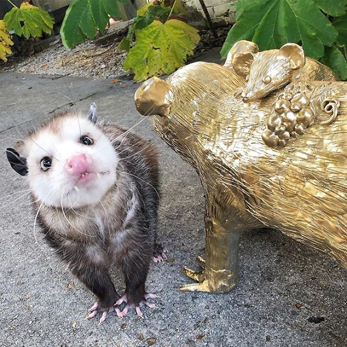 Meet Sesame, The Skunk Who Broke All Stereotypes Of His Species